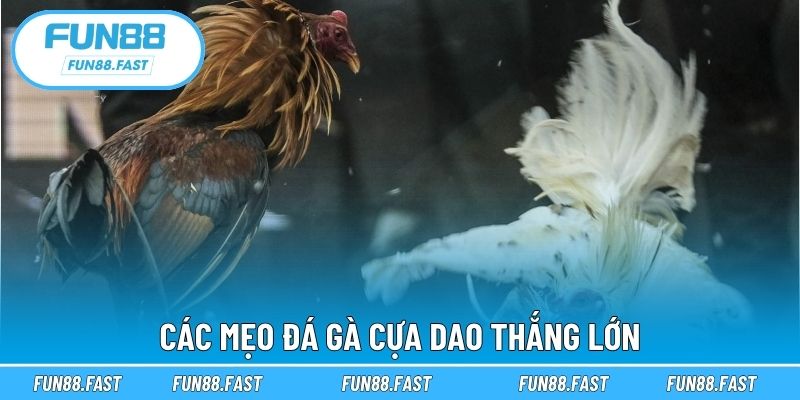 Các mẹo đá gà cựa dao thắng lớn