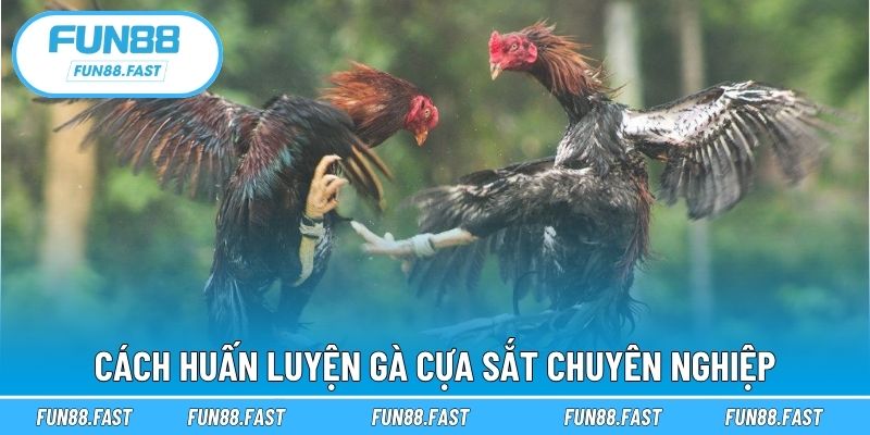 Cách huấn luyện gà cựa sắt chuyên nghiệp