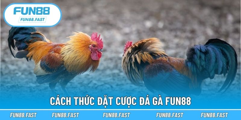 Cách thức đặt cược đá gà Fun88