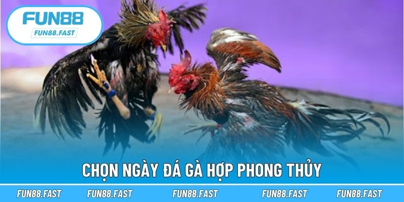 Chọn ngày đá gà hợp phong thủy