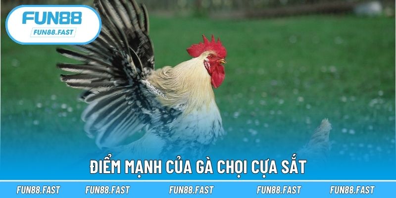 Điểm mạnh của gà chọi cựa sắt
