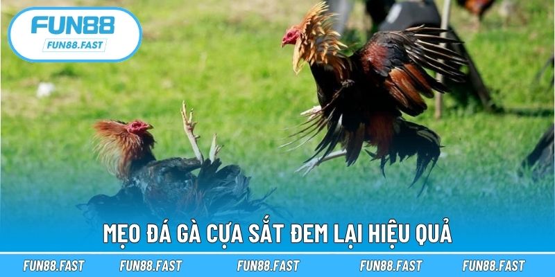 Mẹo đá gà cựa sắt đem lại hiệu quả