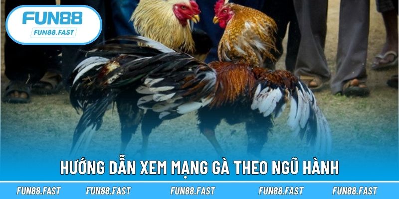 Hướng dẫn xem mạng gà theo ngũ hành