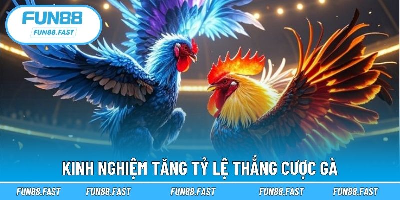 Kinh nghiệm tăng tỷ lệ thắng cược gà