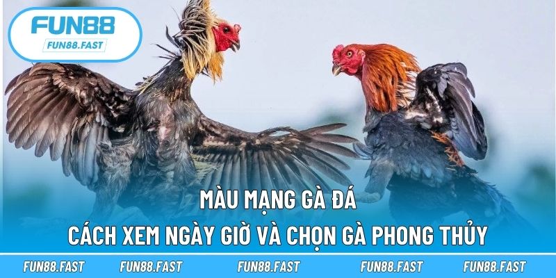 màu mạng gà đá