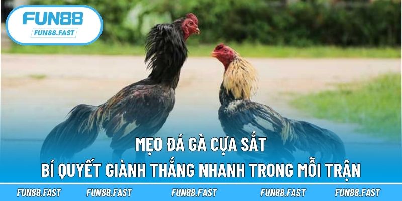 Mẹo đá gà cựa sắt
