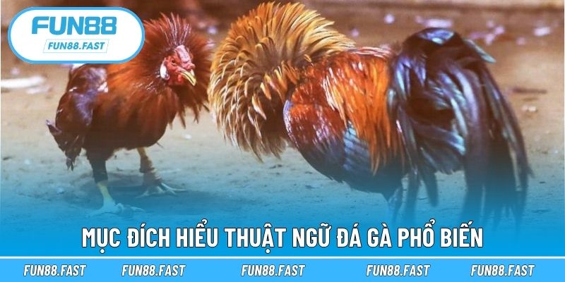 Mục đích hiểu thuật ngữ đá gà phổ biến