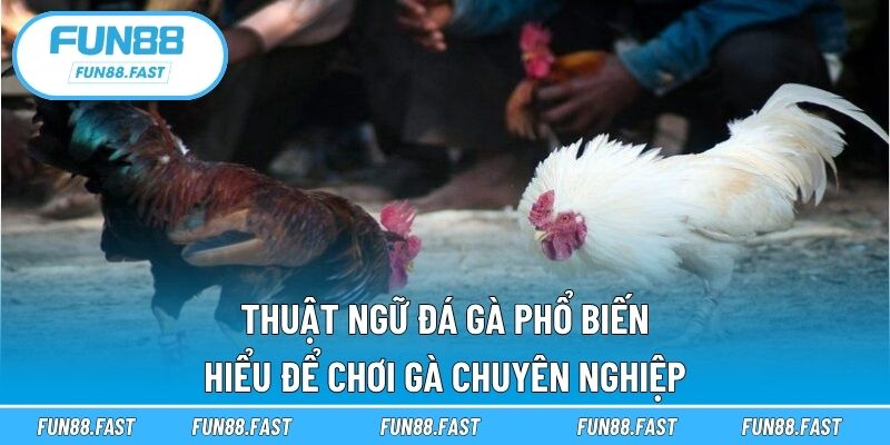 thuật ngữ đá gà phổ biến