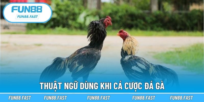 Thuật ngữ dùng khi cá cược đá gà
